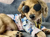 Lewis, a male Miniature Dachshund for sale in Lead Hill, AR – 2 of 9