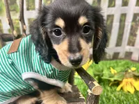 Nixon, a male Miniature Dachshund for sale in Lead Hill, AR – 6 of 7