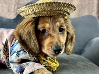 Lewis, a male Miniature Dachshund for sale in Lead Hill, AR – 6 of 9