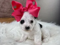 Ruby Kate, a female Yorkipoo for sale in Lead Hill, AR – 3 of 6