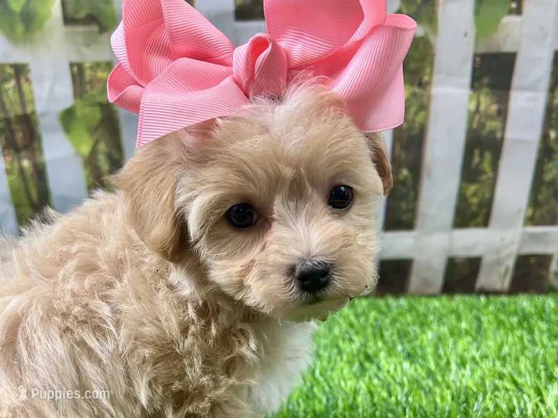 Poppy – Maltipoo puppy for sale in Lead Hill, AR