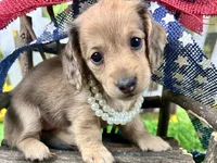 Nora, a female Miniature Dachshund for sale in Lead Hill, AR – 2 of 8