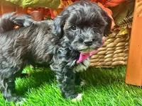 Teddy, a male Shihpoo for sale in Lead Hill, AR – 7 of 8