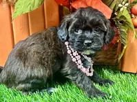 Trixie, a female Shihpoo for sale in Lead Hill, AR – 4 of 7