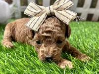 Opal, a female Poodle - Toy  for sale in Lead Hill, AR – 3 of 5