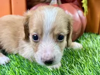 Stetson, a male Miniature Dachshund for sale in Lead Hill, AR – 2 of 4