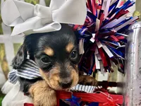 Millie, a female Miniature Dachshund for sale in Lead Hill, AR – 6 of 7