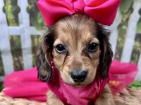 Leah, a female Miniature Dachshund for sale in Lead Hill, AR – 1 of 6
