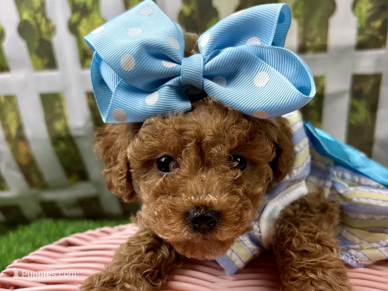 Olive – Poodle - Toy  puppy for sale in Lead Hill, AR