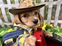 Larry, a male Miniature Dachshund for sale in Lead Hill, AR – 6 of 8