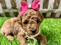 Olive, a female Poodle - Toy  for sale in Lead Hill, AR – 1 of 6