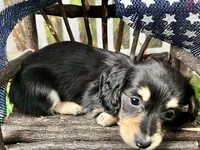 Nixon, a male Miniature Dachshund for sale in Lead Hill, AR – 5 of 7