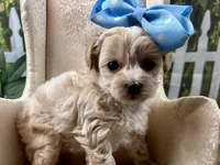 Poppy, a female Maltipoo for sale in Lead Hill, AR – 5 of 6
