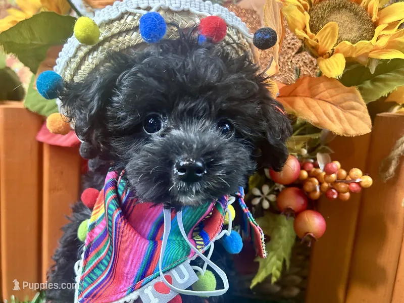 Rowdy – Yorkipoo puppy for sale in Lead Hill, AR
