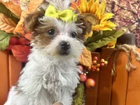 Rosie Lee, a female Yorkipoo for sale in Lead Hill, AR – 3 of 8