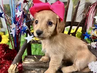 Nova, a female Miniature Dachshund for sale in Lead Hill, AR – 3 of 6