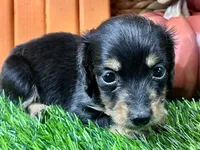 Statton, a male Miniature Dachshund for sale in Lead Hill, AR – 3 of 5