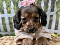 Lacy Lou, a female Miniature Dachshund for sale in Lead Hill, AR – 4 of 8