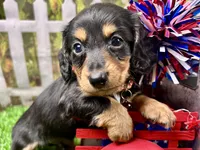 Max, a male Miniature Dachshund for sale in Lead Hill, AR – 5 of 6