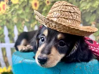 Nixon, a male Miniature Dachshund for sale in Lead Hill, AR – 4 of 7