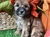 Theo, a male Shihpoo for sale in Lead Hill, AR – 3 of 8