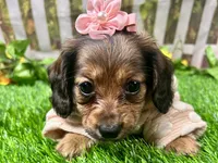 Lacy Lou, a female Miniature Dachshund for sale in Lead Hill, AR – 6 of 8