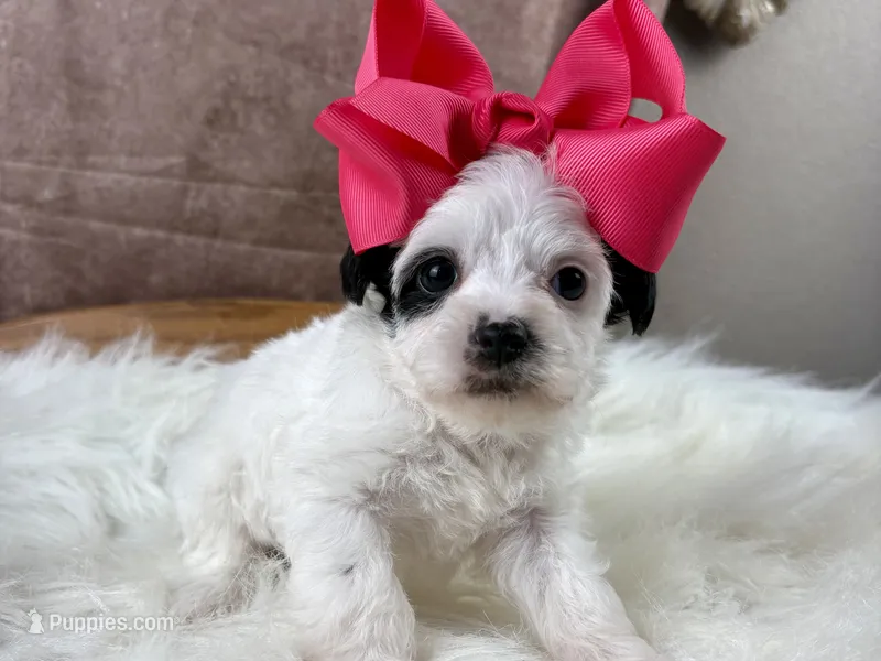 Ruby Kate – Yorkipoo puppy for sale in Lead Hill, AR