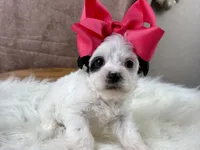 Ruby Kate, a female Yorkipoo for sale in Lead Hill, AR – 1 of 6