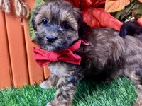 Trigg, a male Shihpoo for sale in Lead Hill, AR – 6 of 7
