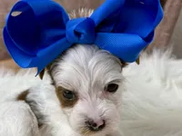 Rosie Lee, a female Yorkipoo for sale in Lead Hill, AR – 5 of 7