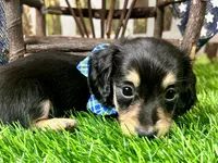 Nixon, a male Miniature Dachshund for sale in Lead Hill, AR – 6 of 7