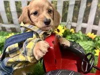 Larry, a male Miniature Dachshund for sale in Lead Hill, AR – 4 of 8