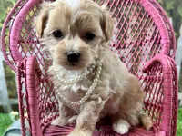Poppy, a female Maltipoo for sale in Lead Hill, AR – 4 of 6