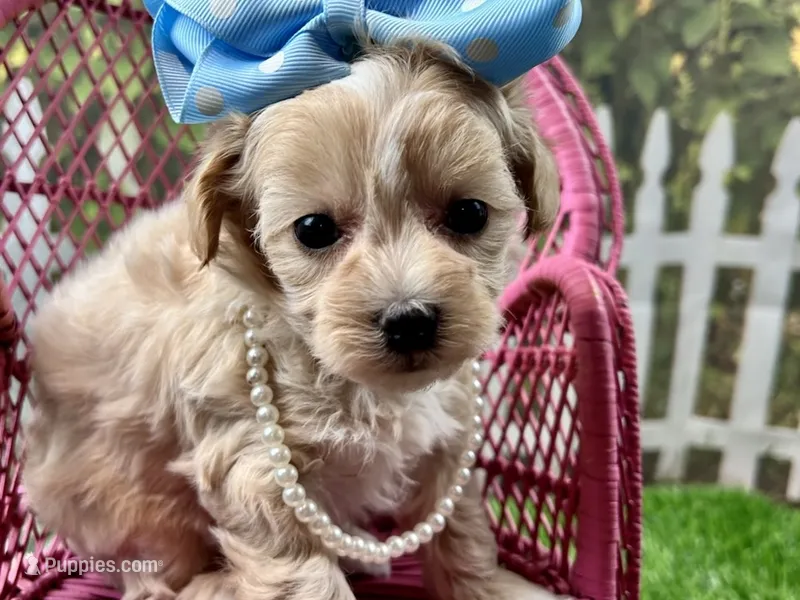 Poppy – Maltipoo puppy for sale in Lead Hill, AR