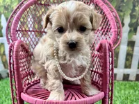 Poppy, a female Maltipoo for sale in Lead Hill, AR – 6 of 6
