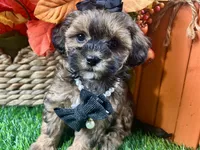 Tilly, a female Shihpoo for sale in Lead Hill, AR – 3 of 9