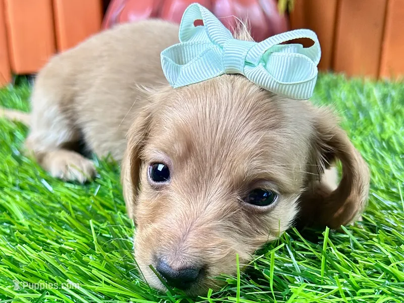 Sunny – Miniature Dachshund puppy for sale in Lead Hill, AR
