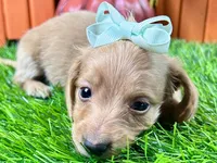 Sunny, a female Miniature Dachshund for sale in Lead Hill, AR – 1 of 5