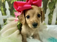 Nova, a female Miniature Dachshund for sale in Lead Hill, AR – 2 of 6