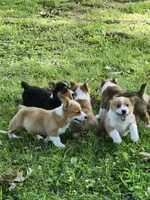 Gracie , a female Pembroke Welsh Corgi for sale in Florence, AL – 2 of 4