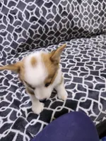 Charlie, a male Pembroke Welsh Corgi for sale in Florence, AL – 3 of 3