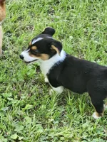 Gracie , a female Pembroke Welsh Corgi for sale in Florence, AL – 3 of 4