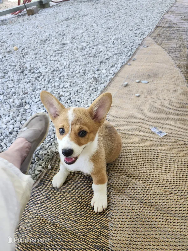 Daisy  – Pembroke Welsh Corgi puppy for sale in Florence, AL