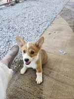 Daisy , a female Pembroke Welsh Corgi for sale in Florence, AL – 1 of 4