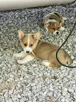 Chelsea , a female Pembroke Welsh Corgi for sale in Florence, AL – 3 of 3