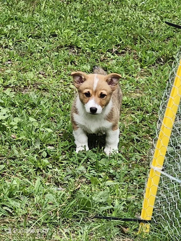 Jake – Pembroke Welsh Corgi puppy for sale in Florence, AL
