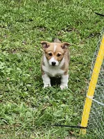 Jake, a male Pembroke Welsh Corgi for sale in Florence, AL – 1 of 2