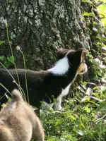 Gracie , a female Pembroke Welsh Corgi for sale in Florence, AL – 4 of 4
