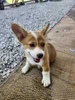 Daisy , a female Pembroke Welsh Corgi for sale in Florence, AL – 4 of 4