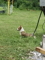 Jake, a male Pembroke Welsh Corgi for sale in Florence, AL – 2 of 2